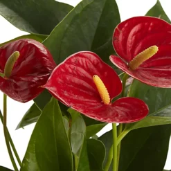 Flamingo Flower In 12cm White Ceramic Decorative Pot -HOMCO Garden Shop flamingo flower in 12cm white ceramic decorative pot3663602497288 36c bq