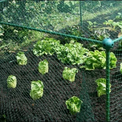 GardenSkill Grow House Fruit Vegetable Frame With Plant Protection Bird Netting 1 X 1.25m H -HOMCO Garden Shop gardenskill grow house fruit vegetable frame with plant protection bird netting 1 x 1 25m h5060266502989 02c MP