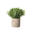 Hill Interiors Buxus Artificial Plant Green (20cm X 14cm X 14cm) -HOMCO Garden Shop hill interiors buxus artificial plant green 20cm x 14cm x 14cm 5059958627154 01c MP