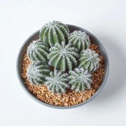 Homescapes Artificial Barrel Cactus Arrangement In Round Grey Pot, 17 Cm Tall -HOMCO Garden Shop homescapes artificial barrel cactus arrangement in round grey pot 17 cm tall5055967498709 03c MP