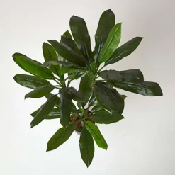 Homescapes Artificial Cordyline Plant In Pot, 100 Cm Tall -HOMCO Garden Shop homescapes artificial cordyline plant in pot 100 cm tall5056280707479 02c MP