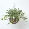 Homescapes Artificial Hanging Basket Spider Plant, 60 Cm -HOMCO Garden Shop homescapes artificial hanging basket spider plant 60 cm5056280712060 01c MP