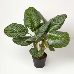 Homescapes Calathea Peacock Plant In Pot, 55 Cm Tall