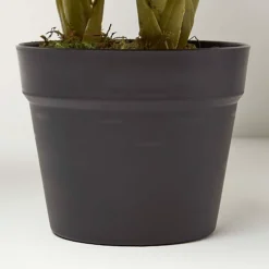 Homescapes Calathea Peacock Plant In Pot, 55 Cm Tall -HOMCO Garden Shop homescapes calathea peacock plant in pot 55 cm tall5056280722373 03c MP