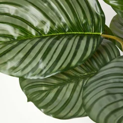 Homescapes Calathea Peacock Plant In Pot, 55 Cm Tall -HOMCO Garden Shop homescapes calathea peacock plant in pot 55 cm tall5056280722373 04c MP