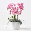 Homescapes Pink Orchid 54 Cm Phalaenopsis In Ceramic Pot Extra Large, 5 Stems -HOMCO Garden Shop homescapes pink orchid 54 cm phalaenopsis in ceramic pot extra large 5 stems5056280712442 01c MP