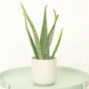 House Plant - Aloe Vera - 12 Cm Pot Size - 20-30 Cm Tall - Aloe Vera Barbadensis - Indoor Plant -HOMCO Garden Shop house plant aloe vera 12 cm pot size 20 30 cm tall aloe vera barbadensis indoor plant5061018813841 01c MP