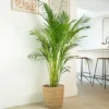 House Plant - Areca Palm - 12 Cm Pot Size - 30-40 Cm Tall - Dypsis Lutescens Chrysalidocarpus - Indoor Plant -HOMCO Garden Shop house plant areca palm 12 cm pot size 30 40 cm tall dypsis lutescens chrysalidocarpus indoor plant5061018810239 01c MP