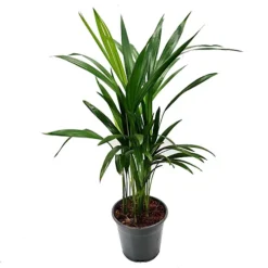 House Plant - Areca Palm - 12 Cm Pot Size - 30-40 Cm Tall - Dypsis Lutescens Chrysalidocarpus - Indoor Plant -HOMCO Garden Shop house plant areca palm 12 cm pot size 30 40 cm tall dypsis lutescens chrysalidocarpus indoor plant5061018810239 02c MP