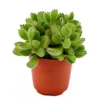 House Plant - Bear Paws - 5 Cm Pot Size - Below 10 Cm Tall - Cotyledon Ladysmithiensis - Indoor Plant -HOMCO Garden Shop house plant bear paws 5 cm pot size below 10 cm tall cotyledon ladysmithiensis indoor plant5061018813988 01c MP