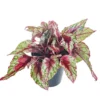 House Plant - Begonia - Maui Sunset - 12 Cm Pot Size - Begoniaceae - Indoor Plant -HOMCO Garden Shop house plant begonia maui sunset 12 cm pot size begoniaceae indoor plant5061018815135 01c MP