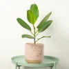 House Plant - Bengal Fig - Audrey - 12 Cm Pot Size - 20-30 Cm Tall - Ficus Benghalensis 'Audrey' - Indoor Plant -HOMCO Garden Shop house plant bengal fig audrey 12 cm pot size 20 30 cm tall ficus benghalensis audrey indoor plant5061018814763 01c MP