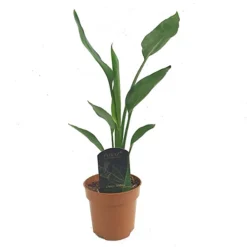 House Plant - Bird Of Paradise - 12 Cm Pot Size - 30-40 Cm Tall - Strelitzia Reginae - Indoor Plant -HOMCO Garden Shop house plant bird of paradise 12 cm pot size 30 40 cm tall strelitzia reginae indoor plant5061018811342 02c MP