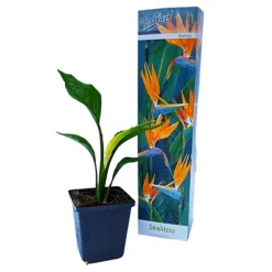 House Plant - Bird Of Paradise - 12 Cm Pot Size - 30-40 Cm Tall - Strelitzia Reginae - Indoor Plant -HOMCO Garden Shop house plant bird of paradise 12 cm pot size 30 40 cm tall strelitzia reginae indoor plant5061018811342 03c MP