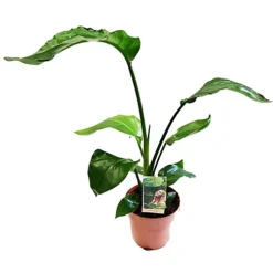 House Plant - Bird Of Paradise - White - 17 Cm Pot Size - 70-90 Cm Tall - Strelitzia Nicolai - Indoor Plant -HOMCO Garden Shop house plant bird of paradise white 17 cm pot size 70 90 cm tall strelitzia nicolai indoor plant5061018810734 03c MP