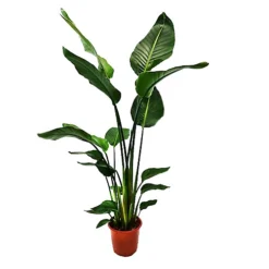 House Plant - Bird Of Paradise - White - 17 Cm Pot Size - 70-90 Cm Tall - Strelitzia Nicolai - Indoor Plant -HOMCO Garden Shop house plant bird of paradise white 17 cm pot size 70 90 cm tall strelitzia nicolai indoor plant5061018810734 04c MP