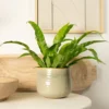House Plant - Birds Nest Fern - Antiquum - 12 Cm Pot Size - 10-20 Cm Tall - Asplenium Antiquum - Indoor Plant -HOMCO Garden Shop house plant birds nest fern antiquum 12 cm pot size 10 20 cm tall asplenium antiquum indoor plant5061018812950 01c MP