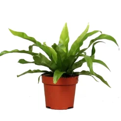 House Plant - Birds Nest Fern - Antiquum - 12 Cm Pot Size - 10-20 Cm Tall - Asplenium Antiquum - Indoor Plant -HOMCO Garden Shop house plant birds nest fern antiquum 12 cm pot size 10 20 cm tall asplenium antiquum indoor plant5061018812950 02c MP