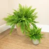 House Plant - Boston Fern - Green Moment - 12 Cm Pot Size - 20-30 Cm Tall - Nephrolepis Exaltata - Indoor Plant -HOMCO Garden Shop house plant boston fern green moment 12 cm pot size 20 30 cm tall nephrolepis exaltata indoor plant5061018810895 01c MP