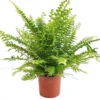 House Plant - Boston Fern - Green Moment - 17 Cm Pot Size - 30-40 Cm Tall - Nephrolepis Exaltata - Indoor Plant -HOMCO Garden Shop house plant boston fern green moment 17 cm pot size 30 40 cm tall nephrolepis exaltata indoor plant5061018810901 01c MP