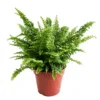 House Plant - Boston Fern - Vitale - 12 Cm Pot Size - 10-20 Cm Tall - Nephrolepis Exaltata - Indoor Plant -HOMCO Garden Shop house plant boston fern vitale 12 cm pot size 10 20 cm tall nephrolepis exaltata indoor plant5061018810031 01c MP