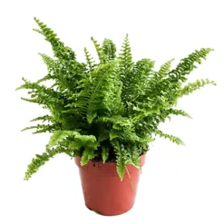 House Plant - Boston Fern - Vitale - 12 Cm Pot Size - 10-20 Cm Tall - Nephrolepis Exaltata - Indoor Plant -HOMCO Garden Shop house plant boston fern vitale 12 cm pot size 10 20 cm tall nephrolepis exaltata indoor plant5061018810031 02c MP