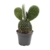 House Plant - Bunny Ears Cactus - 5 Cm Pot Size - 10-20 Cm Tall - Opuntia Microdaisy Albata - Indoor Plant -HOMCO Garden Shop house plant bunny ears cactus 5 cm pot size 10 20 cm tall opuntia microdaisy albata indoor plant5061018811663 01c MP