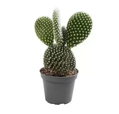 House Plant - Bunny Ears Cactus - 5 Cm Pot Size - 10-20 Cm Tall - Opuntia Microdaisy Albata - Indoor Plant -HOMCO Garden Shop house plant bunny ears cactus 5 cm pot size 10 20 cm tall opuntia microdaisy albata indoor plant5061018811663 02c MP