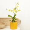 House Plant - Butterfly Orchid - Honeybee - 12 Cm Pot Size - 50-70 Cm Tall - Oncidium Flexuosum - Indoor Plant -HOMCO Garden Shop house plant butterfly orchid honeybee 12 cm pot size 50 70 cm tall oncidium flexuosum indoor plant5061018815289 01c MP