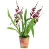 House Plant - Cambria Orchid - Barrocco Red - 12 Cm Pot Size - 40-50 Cm Tall - Cambria - Indoor Plant -HOMCO Garden Shop house plant cambria orchid barrocco red 12 cm pot size 40 50 cm tall cambria indoor plant5061018814244 01c MP