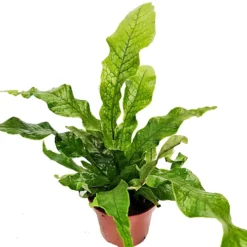 House Plant - Crocodile Fern - Rare Plant - 12 Cm Pot Size - 30-40 Cm Tall - Microsorum Musifolium Crocodyllus - Indoor Plant -HOMCO Garden Shop house plant crocodile fern rare plant 12 cm pot size 30 40 cm tall microsorum musifolium crocodyllus indoor plant5061018813094 02c MP