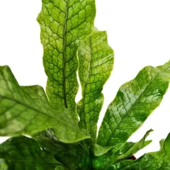 House Plant - Crocodile Fern - Rare Plant - 12 Cm Pot Size - 30-40 Cm Tall - Microsorum Musifolium Crocodyllus - Indoor Plant -HOMCO Garden Shop house plant crocodile fern rare plant 12 cm pot size 30 40 cm tall microsorum musifolium crocodyllus indoor plant5061018813094 03c MP