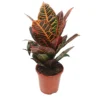 House Plant - Croton - Petra - 7 Cm Pot Size - 10-20 Cm Tall - Codiaeum Variegatum Var. Pictum - Indoor Plant -HOMCO Garden Shop house plant croton petra 7 cm pot size 10 20 cm tall codiaeum variegatum var pictum indoor plant5061018816415 01c MP