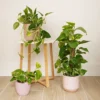 House Plant - Devil's Ivy - Golden Pothos - 12 Cm Pot Size - 10-20 Cm Tall - Epipremnum Pinnatum Aureum - Indoor Plant -HOMCO Garden Shop house plant devil s ivy golden pothos 12 cm pot size 10 20 cm tall epipremnum pinnatum aureum indoor plant5061018810789 01c MP