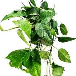 House Plant - Devil's Ivy - Golden Pothos - 12 Cm Pot Size - 10-20 Cm Tall - Epipremnum Pinnatum Aureum - Indoor Plant -HOMCO Garden Shop house plant devil s ivy golden pothos 12 cm pot size 10 20 cm tall epipremnum pinnatum aureum indoor plant5061018810789 03c MP
