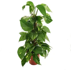 House Plant - Devil's Ivy - Golden Pothos - 12 Cm Pot Size - 10-20 Cm Tall - Epipremnum Pinnatum Aureum - Indoor Plant -HOMCO Garden Shop house plant devil s ivy golden pothos 12 cm pot size 10 20 cm tall epipremnum pinnatum aureum indoor plant5061018810789 04c MP