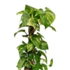 House Plant - Devil's Ivy - Golden Pothos - 15 Cm (Moss Pole) Pot Size - 50-70 Cm Tall - Epipremnum Pinnatum Aureum - Indoor Plant -HOMCO Garden Shop house plant devil s ivy golden pothos 15 cm moss pole pot size 50 70 cm tall epipremnum pinnatum aureum indoor plant5061018810802 01c MP