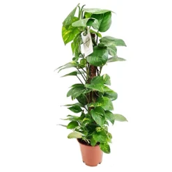 House Plant - Devil's Ivy - Golden Pothos - 15 Cm (Moss Pole) Pot Size - 50-70 Cm Tall - Epipremnum Pinnatum Aureum - Indoor Plant -HOMCO Garden Shop house plant devil s ivy golden pothos 15 cm moss pole pot size 50 70 cm tall epipremnum pinnatum aureum indoor plant5061018810802 03c MP