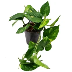 House Plant - Devil's Ivy - Golden Pothos - 15 Cm (Moss Pole) Pot Size - 50-70 Cm Tall - Epipremnum Pinnatum Aureum - Indoor Plant -HOMCO Garden Shop house plant devil s ivy golden pothos 15 cm moss pole pot size 50 70 cm tall epipremnum pinnatum aureum indoor plant5061018810802 06c MP