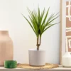 House Plant - Dragon Tree - Marginata - 24 Cm Pot Size - 130-150 Cm Tall - Dracaena Marginata - Indoor Plant -HOMCO Garden Shop house plant dragon tree marginata 24 cm pot size 130 150 cm tall dracaena marginata indoor plant5061018811816 01c MP