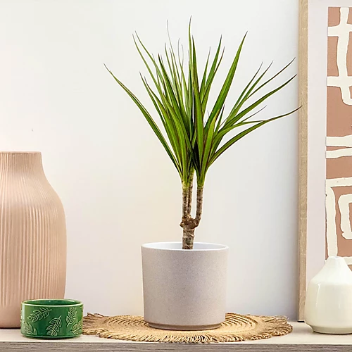 House Plant - Dragon Tree - Marginata - 24 Cm Pot Size - 130-150 Cm Tall - Dracaena Marginata - Indoor Plant 3 House Plant - Dragon Tree - Marginata - 24 Cm Pot Size - 130-150 Cm Tall - Dracaena Marginata - Indoor Plant