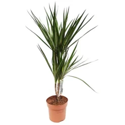 House Plant - Dragon Tree - Marginata - 24 Cm Pot Size - 130-150 Cm Tall - Dracaena Marginata - Indoor Plant 5 House Plant - Dragon Tree - Marginata - 24 Cm Pot Size - 130-150 Cm Tall - Dracaena Marginata - Indoor Plant -HOMCO Garden Shop house plant dragon tree marginata 24 cm pot size 130 150 cm tall dracaena marginata indoor plant5061018811816 02c MP
