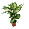 House Plant - Dumb Cane - Compacta - 12 Cm Pot Size - 30-40 Cm Tall - Dieffenbachia Araceae - Indoor Plant -HOMCO Garden Shop house plant dumb cane compacta 12 cm pot size 30 40 cm tall dieffenbachia araceae indoor plant5061018814510 01c MP