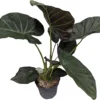 House Plant - Elephant Ear - Regal Shields - 19 Cm Pot Size - 50-70 Cm Tall - Alocasia Odora X Alocasia Reginula - Indoor Plant -HOMCO Garden Shop house plant elephant ear regal shields 19 cm pot size 50 70 cm tall alocasia odora x alocasia reginula indoor plant5061018812707 01c MP