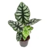 House Plant - Elephant Ear - Silver Dragon - Rare Plant - 14 Cm Pot Size - 30-40 Cm Tall - Alocasia Baginda - Indoor Plant -HOMCO Garden Shop house plant elephant ear silver dragon rare plant 14 cm pot size 30 40 cm tall alocasia baginda indoor plant5061018815586 01c MP
