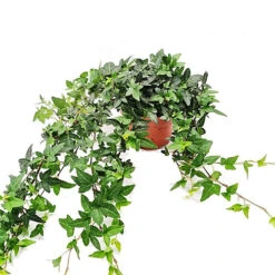 House Plant - English Ivy - Shamrock - 15 Cm (Free Pot Hanger) Pot Size - 30-40 Cm Tall - Hedera Helix - Indoor Plant -HOMCO Garden Shop house plant english ivy shamrock 15 cm free pot hanger pot size 30 40 cm tall hedera helix indoor plant5061018810574 02c MP