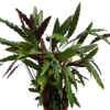 House Plant - Fuzzy Feathers - Elgergrass - 12 Cm Pot Size - 40-50 Cm Tall - Calathea Rufibarba - Indoor Plant -HOMCO Garden Shop house plant fuzzy feathers elgergrass 12 cm pot size 40 50 cm tall calathea rufibarba indoor plant5061018814497 01c MP