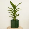 House Plant - Good Luck Plant - Glauca - 12 Cm Pot Size - 20-30 Cm Tall - Cordyline Fruticosa - Indoor Plant -HOMCO Garden Shop house plant good luck plant glauca 12 cm pot size 20 30 cm tall cordyline fruticosa indoor plant5061018815661 01c MP