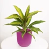 House Plant - Good Luck Plant - Kiwi - 12 Cm Pot Size - 30-40 Cm Tall - Cordyline Fruticosa - Indoor Plant -HOMCO Garden Shop house plant good luck plant kiwi 12 cm pot size 30 40 cm tall cordyline fruticosa indoor plant5061018810017 01c MP