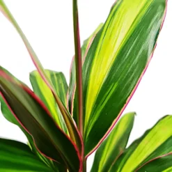 House Plant - Good Luck Plant - Kiwi - 12 Cm Pot Size - 30-40 Cm Tall - Cordyline Fruticosa - Indoor Plant -HOMCO Garden Shop house plant good luck plant kiwi 12 cm pot size 30 40 cm tall cordyline fruticosa indoor plant5061018810017 02c MP